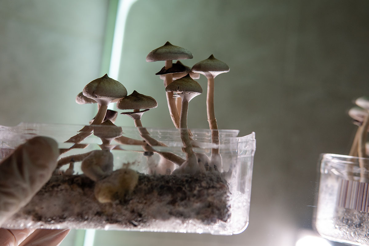 Psilocybin mushrooms growing in a clear laboratory culture container held in a gloved hand